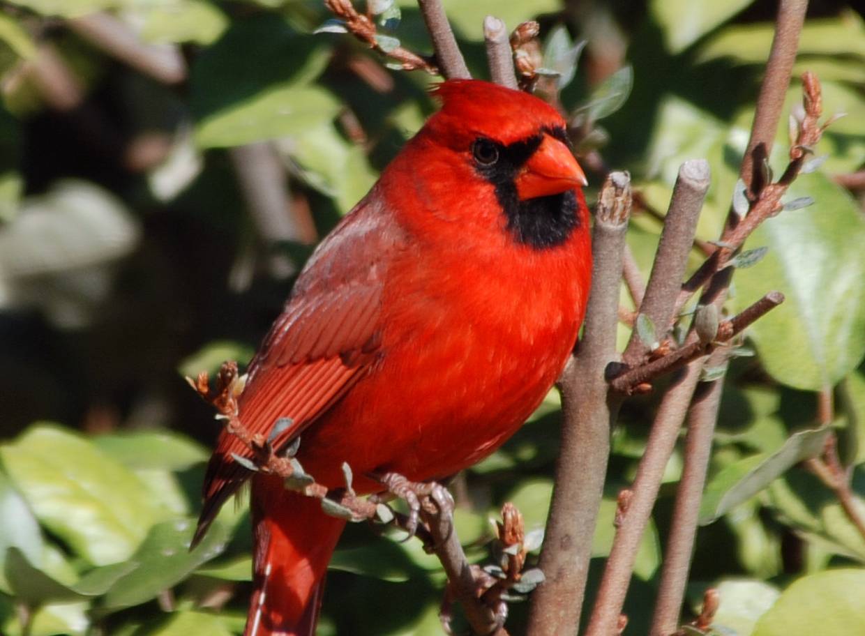 Cardinal 2007_02_15_142038 - Copy